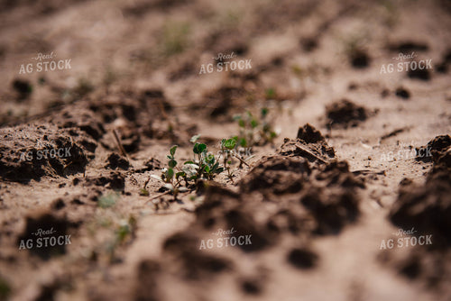 Early Growth Soybeans 137063
