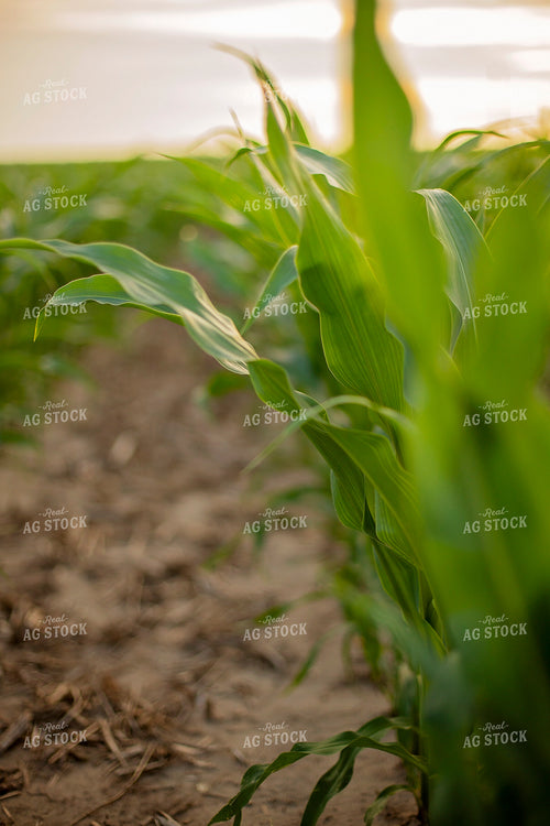 Mid-Season Corn 93020