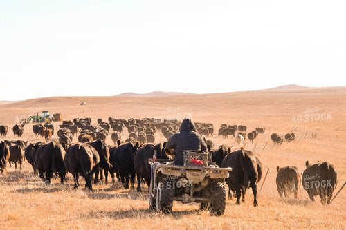 Moving Cattle Herd 299123