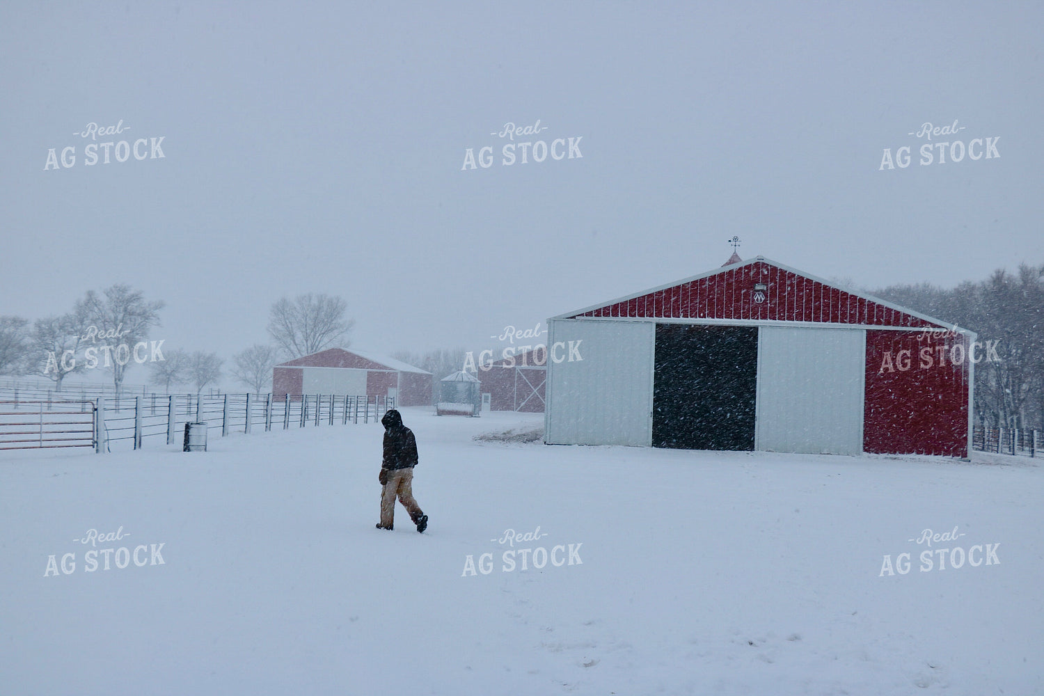 Farmer Walking in Snow 299299