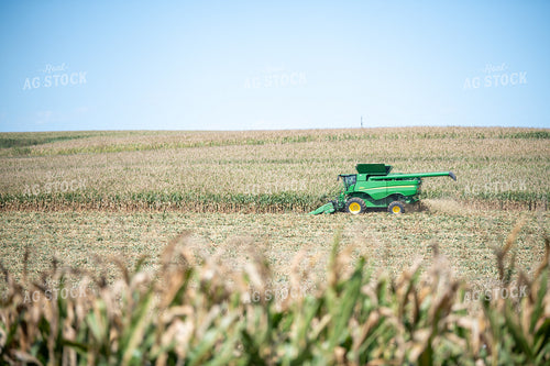 Corn Harvest 193119