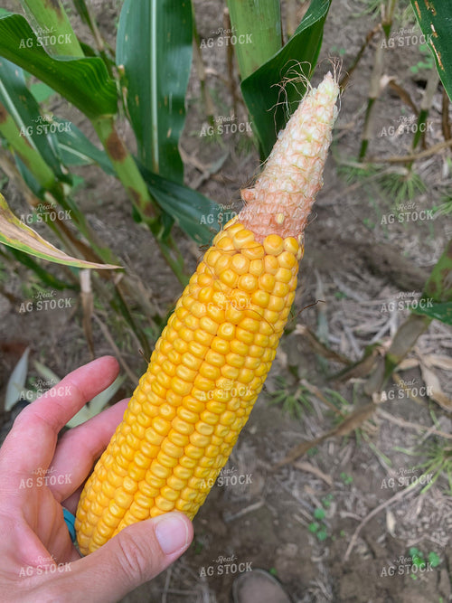 Poor Filled Corn Ear 84203