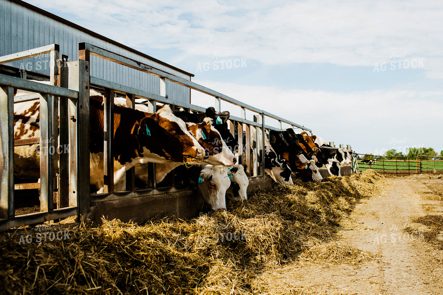 Dairy 2703