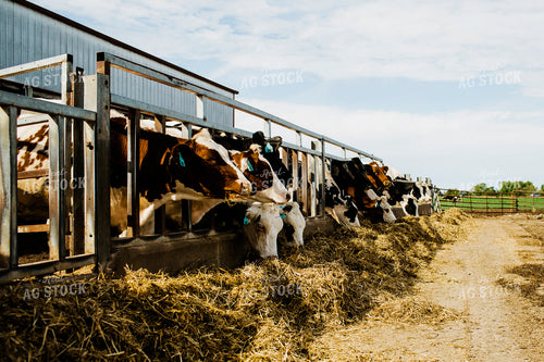 Dairy 2703