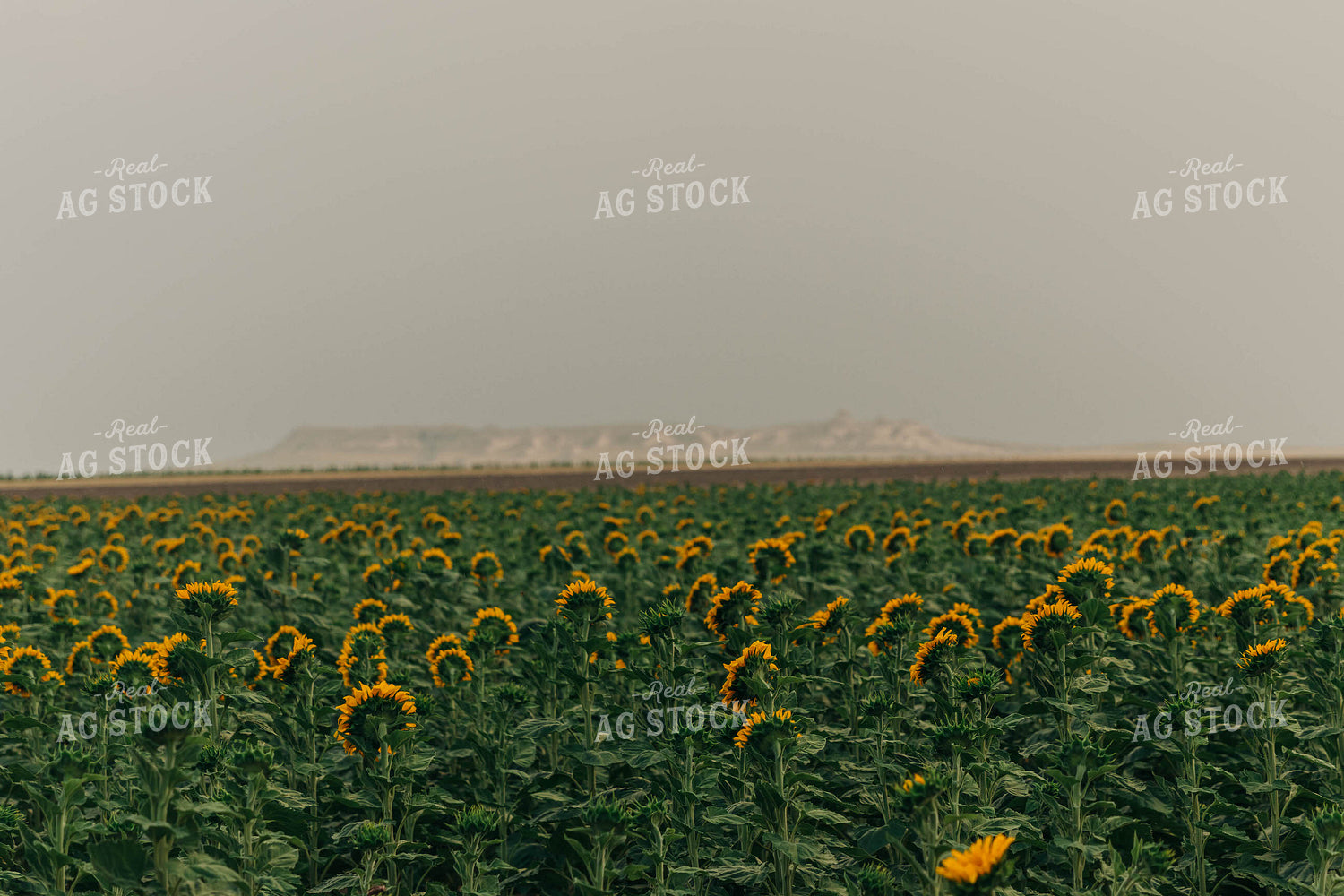 Field of Sunflowers 61026