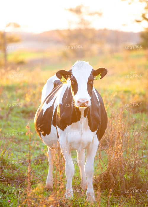 Holstein Cow 55252