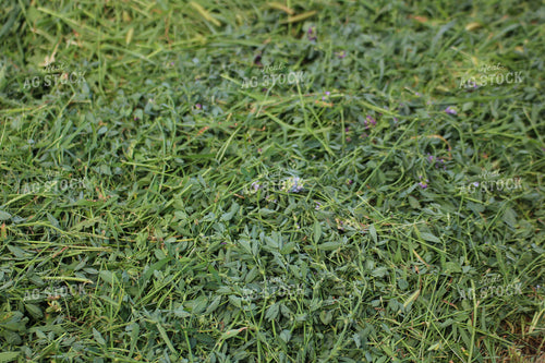 Cut Alfalfa Hay 82287