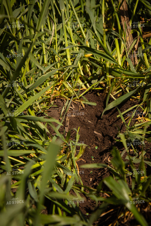Seed Depth in Cover Crops 67685