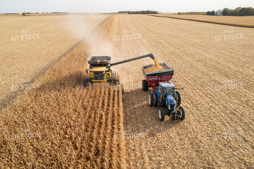 Corn Harvest 255008