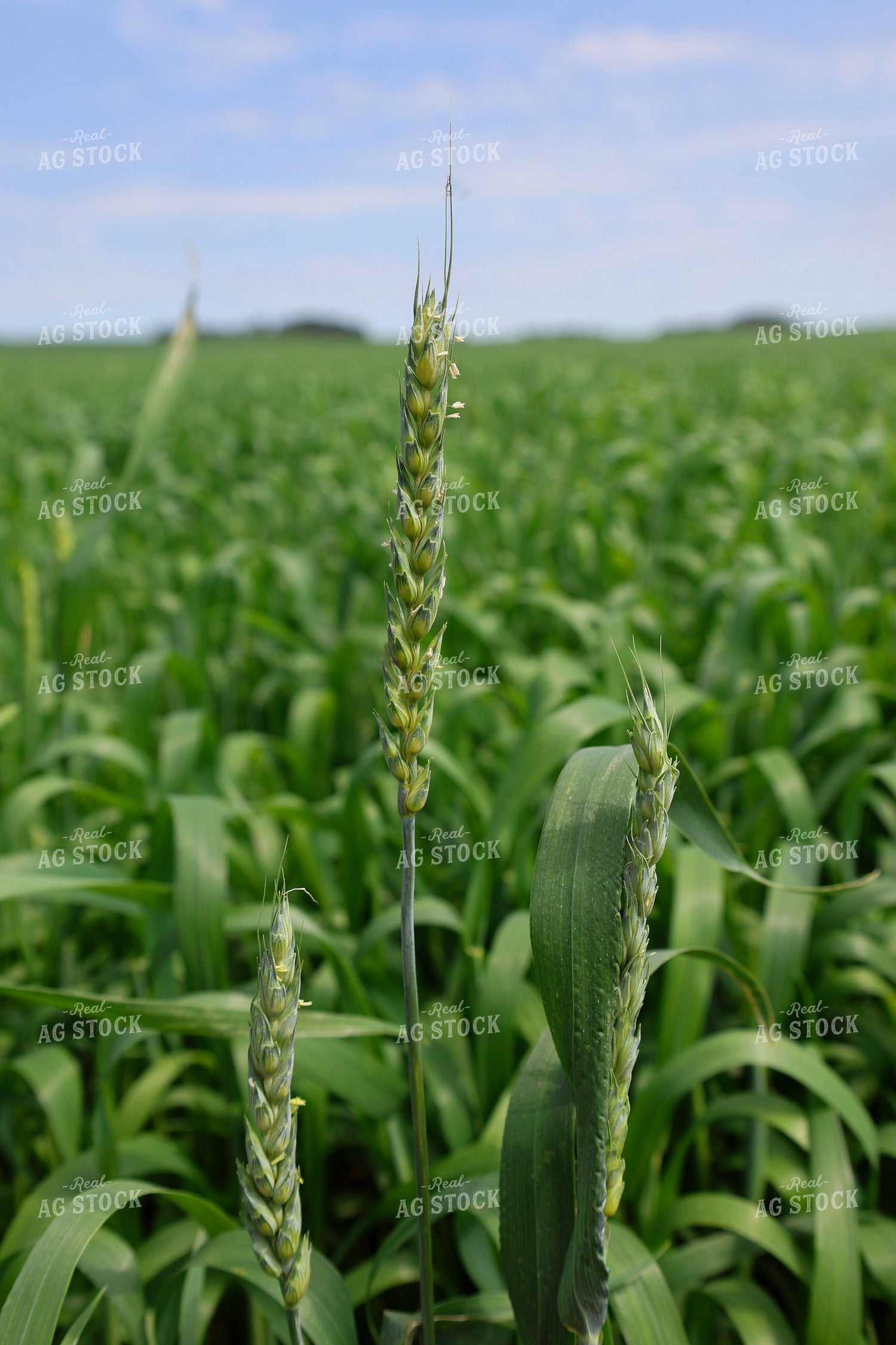 Wheat Heads 187109