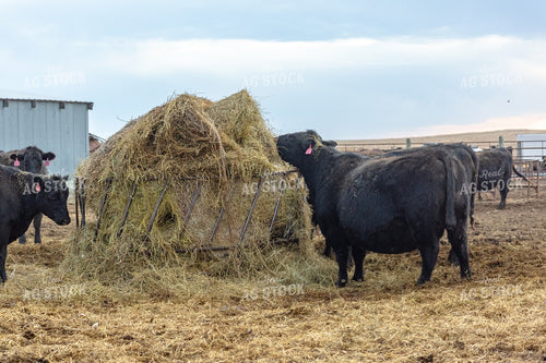 Pregnant Cow 155349