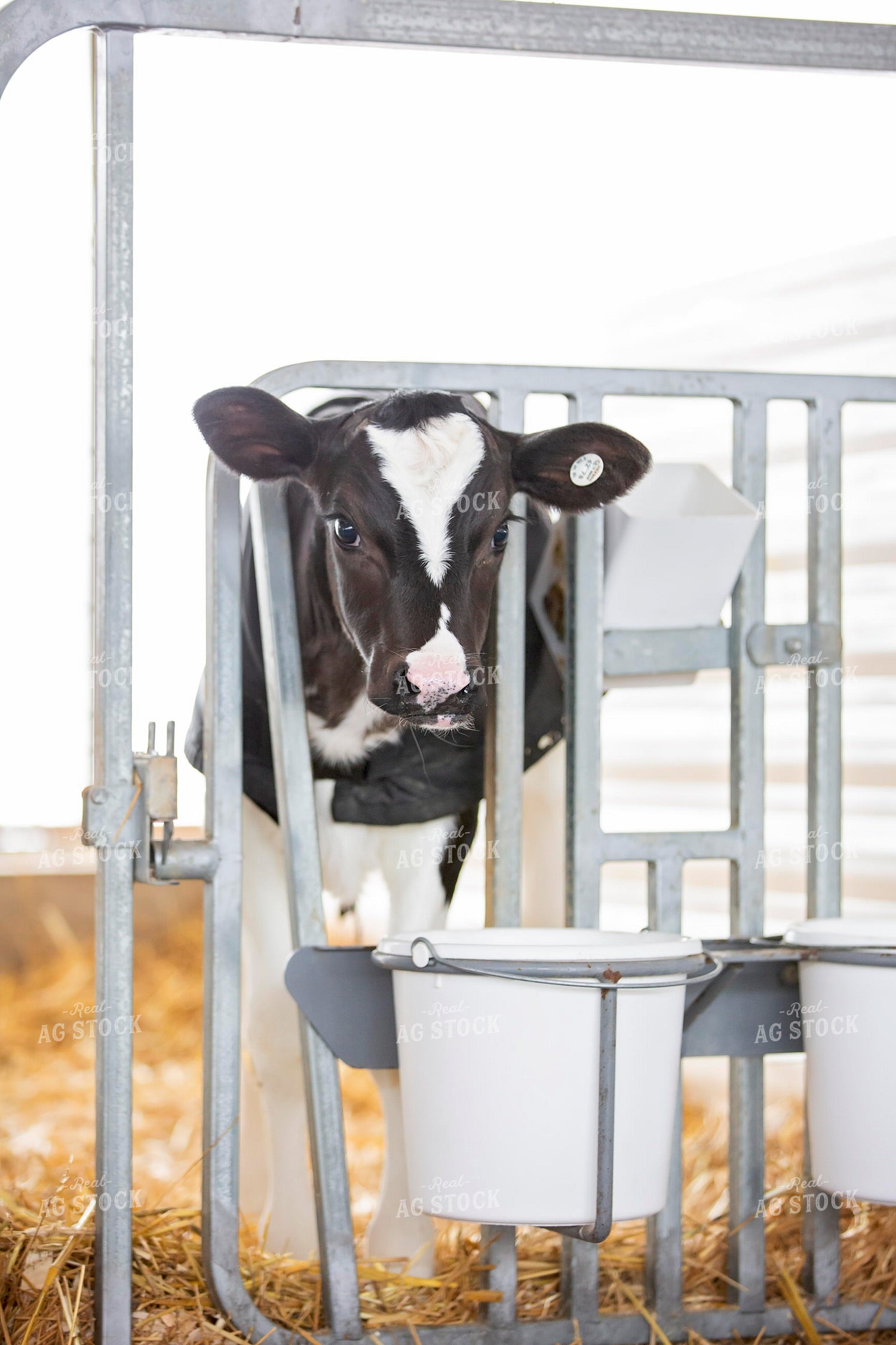 Holstein Calf 55330