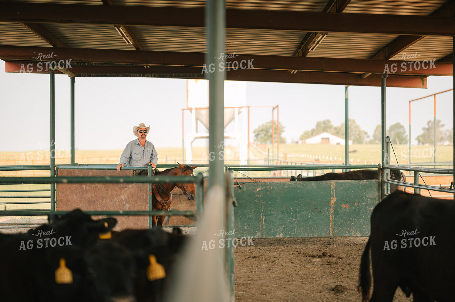 Rancher on Horseback in Cattle Sorting Pins 125138