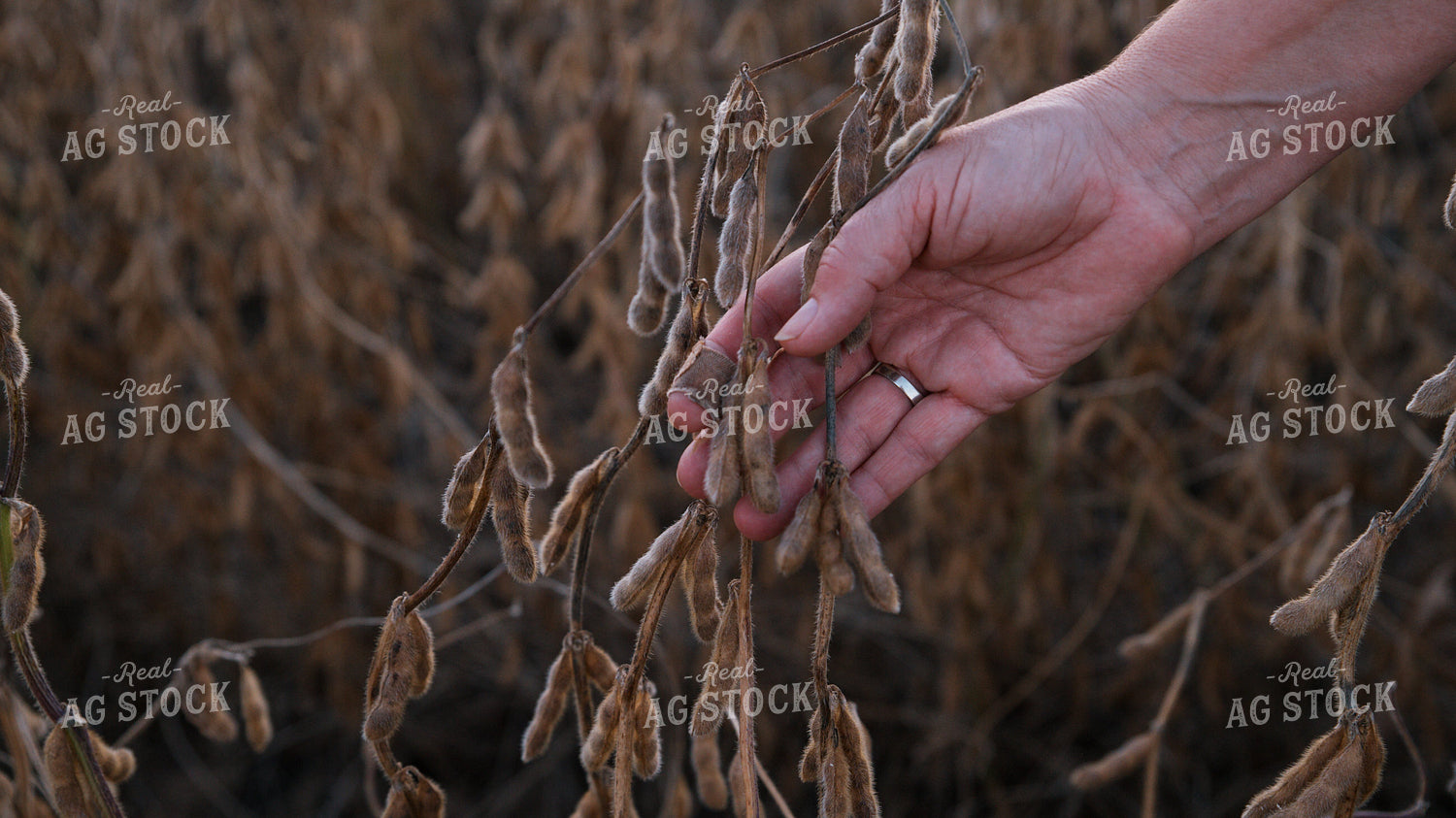 Checking Soybeans 26067
