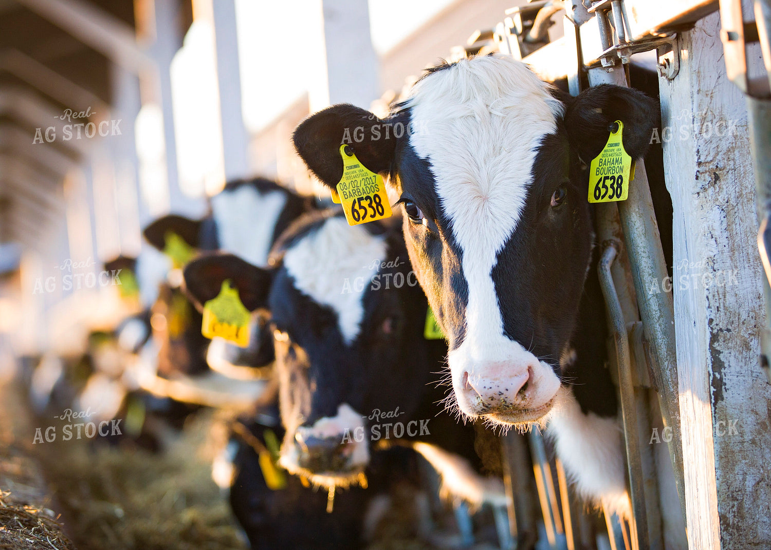 Holstein Cattle 55385