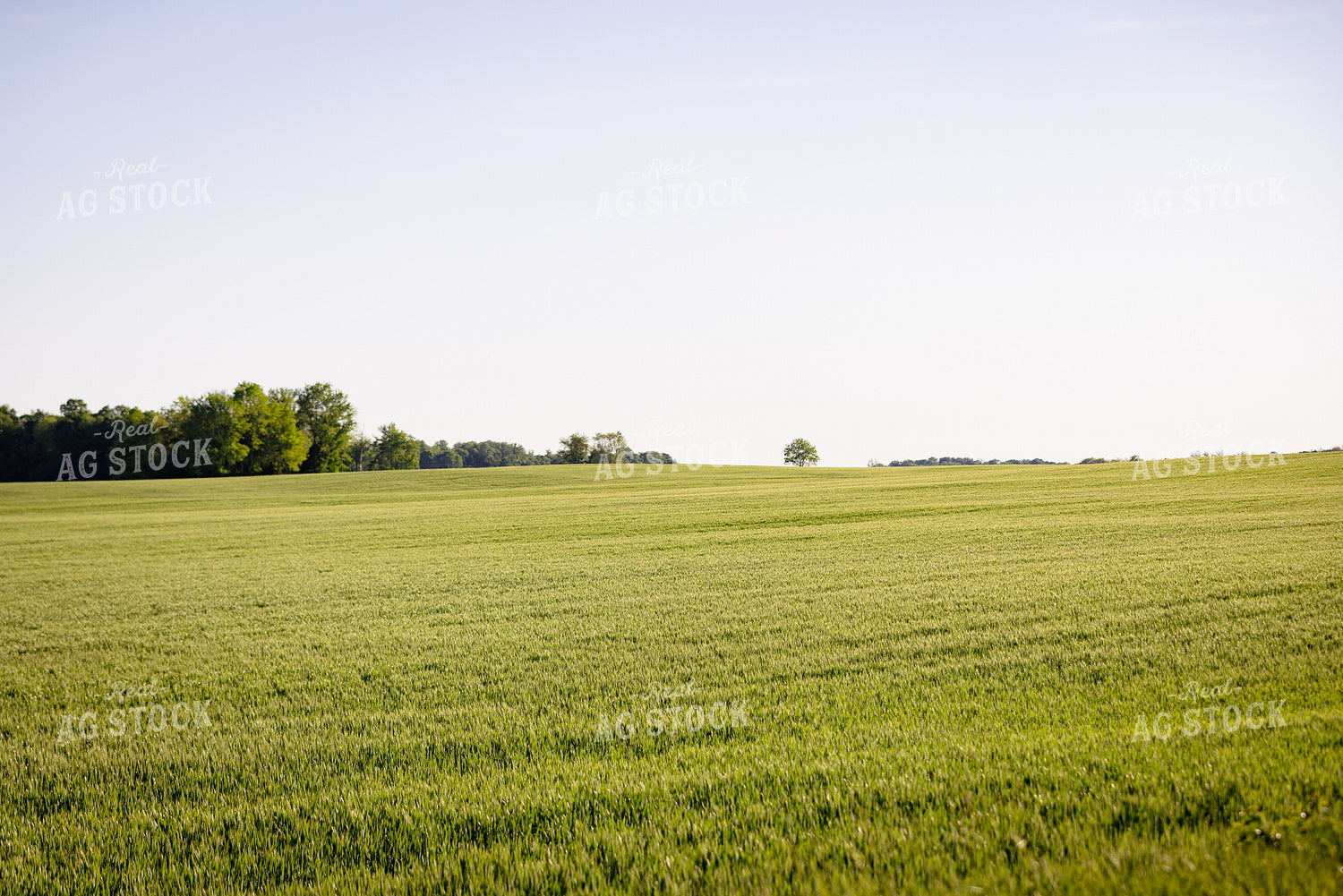 Midseason Wheat Field 178099