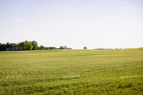 Midseason Wheat Field 178099