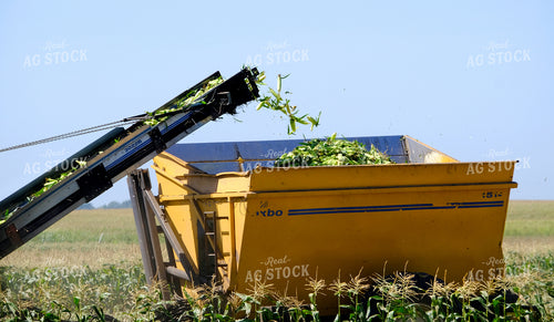 Sweet Corn Harvest 154102