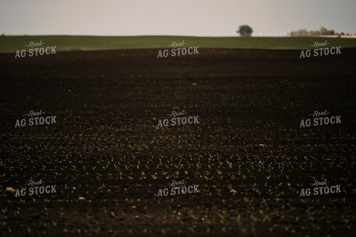 Early Growth Corn 185143