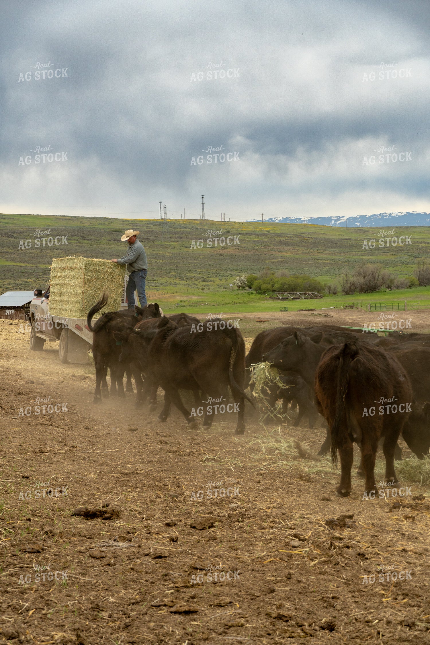 Farmer Feeding Cattle 65455