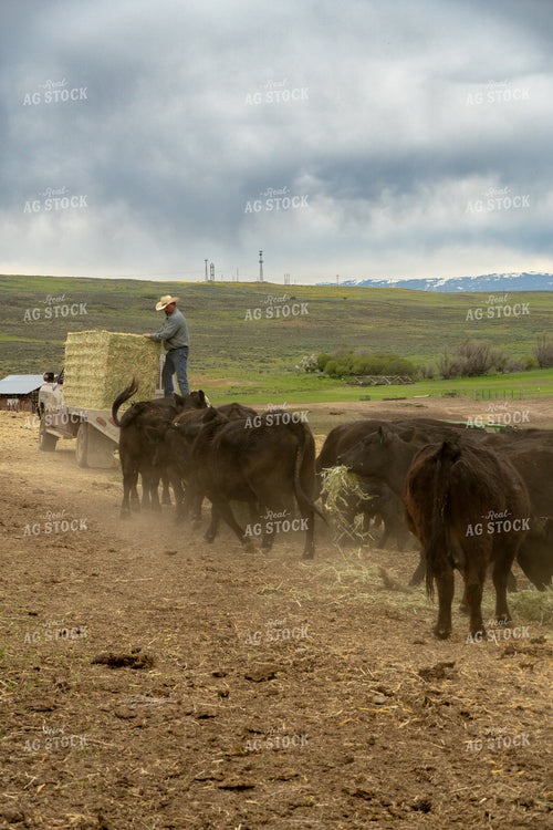Farmer Feeding Cattle 65455