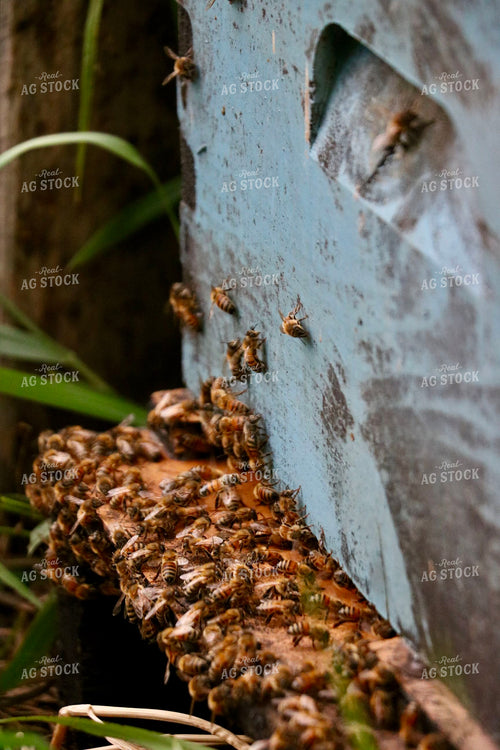 Bees and Beehive 299254