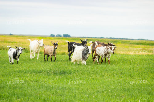 Nigerian Dwarf Goat 155243