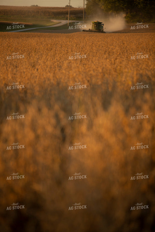 Soybeans - Dry 1556