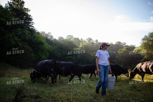 Cattle Producer Checking Herd on Pasture 268410