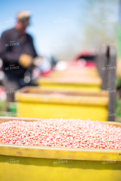 Corn in Planter Seed Boxes 74045