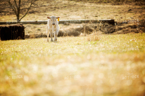 Calf - Charolais and Angus Cross 2254