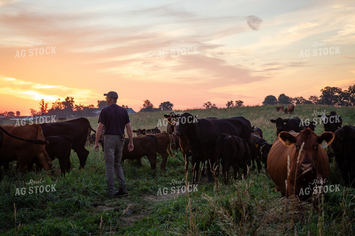 Checking Cattle on Pasture 268349