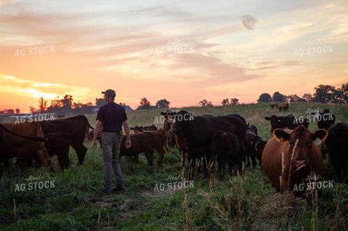 Checking Cattle on Pasture 268349