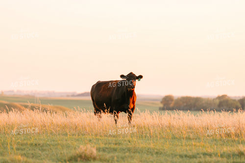 Cattle on Pasture at Sunset 68219