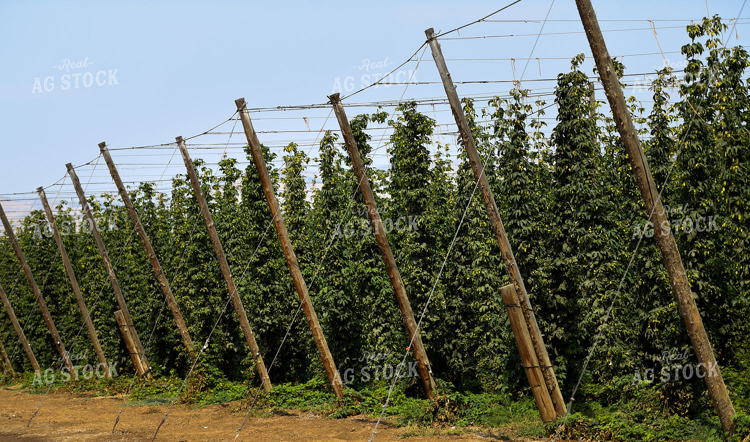 Hops 129027