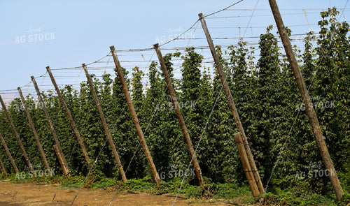 Hops 129027