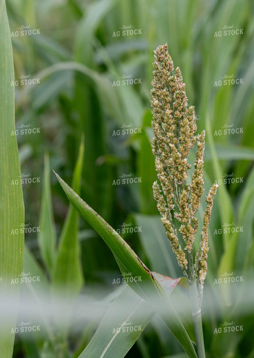 Sorghum 185014