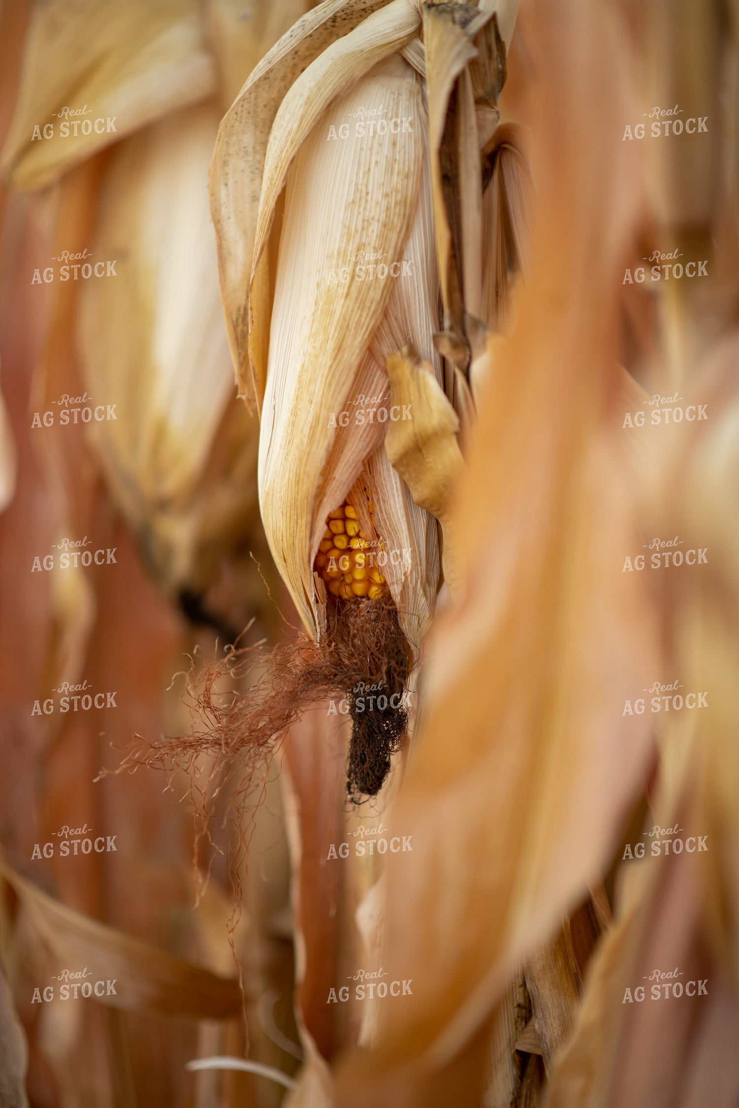 Dried Corn in Field 76333