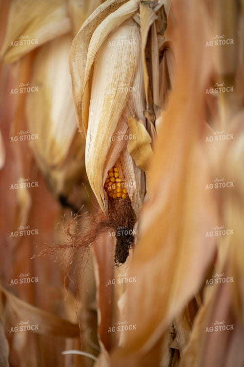 Dried Corn in Field 76333