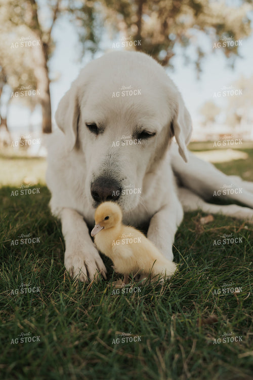 Farm Dog with Duckling 61251