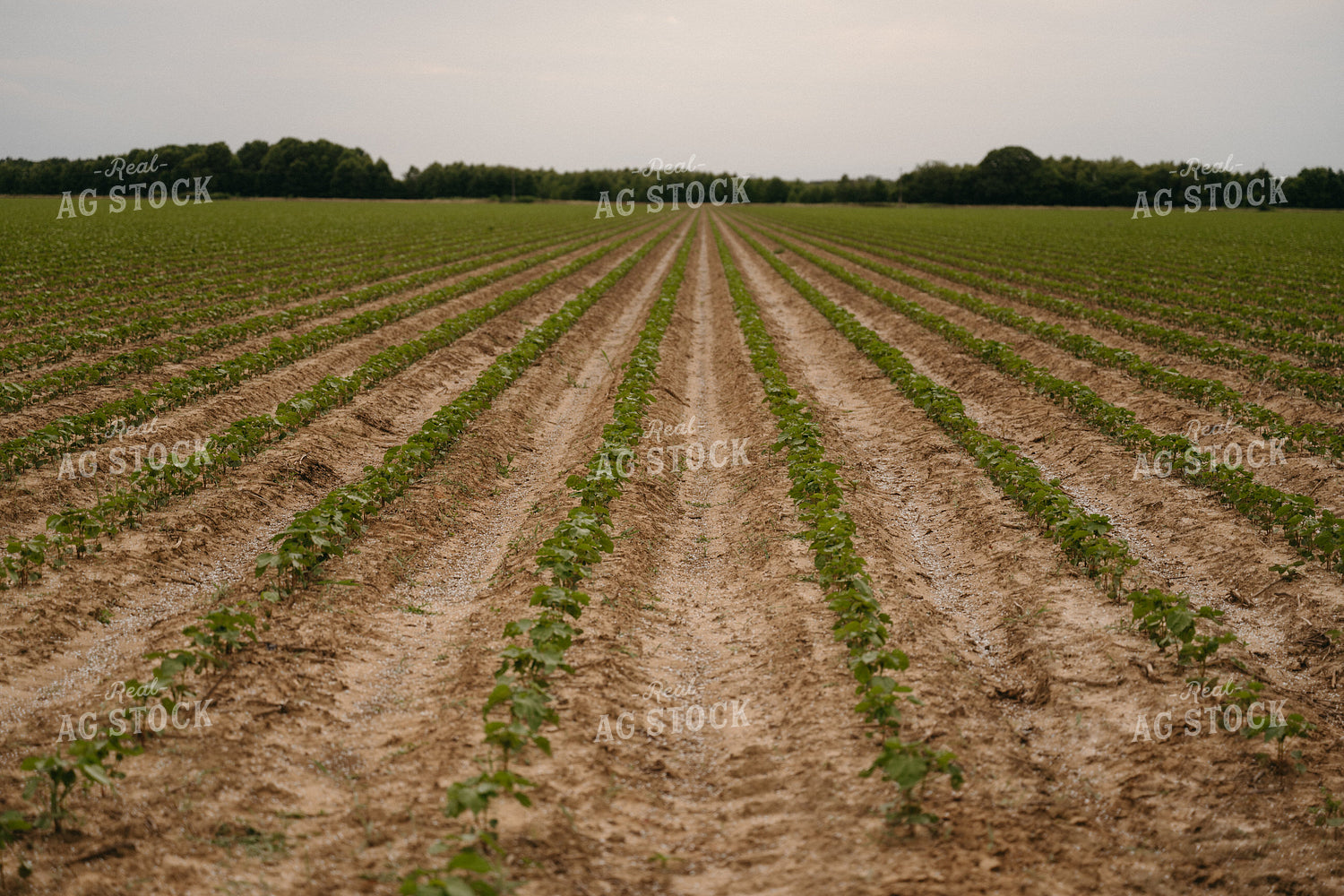 Soybean Field 125331