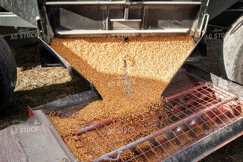 Dumping Corn into Auger at Bin Site 67045