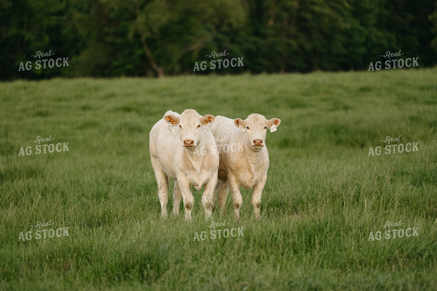 Cattle on Pature 125326