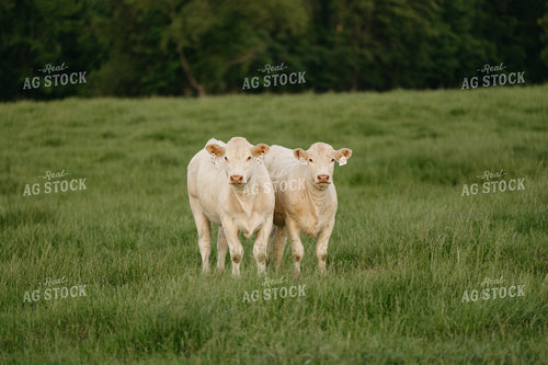 Cattle on Pature 125326
