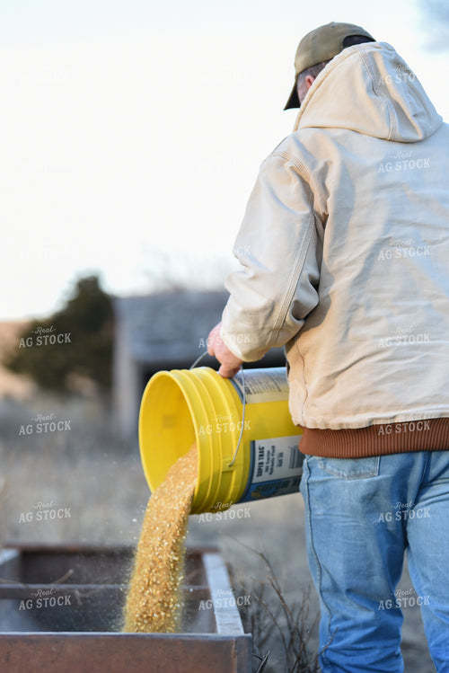 Rancher Feeding Cattle 176000