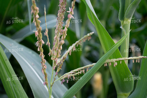 Corn Tassel Close Up 50125