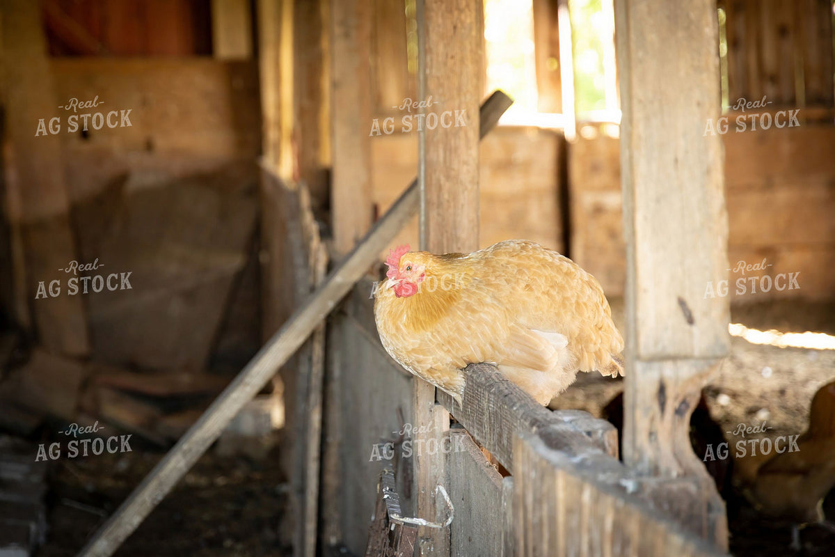 Buff Hen Roosting on Wooden Rail Inside Rustic Chicken Coop 405013