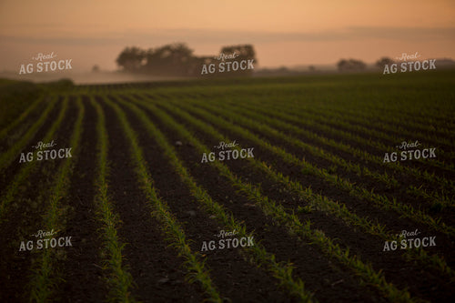 Corn - Early Growth 1122