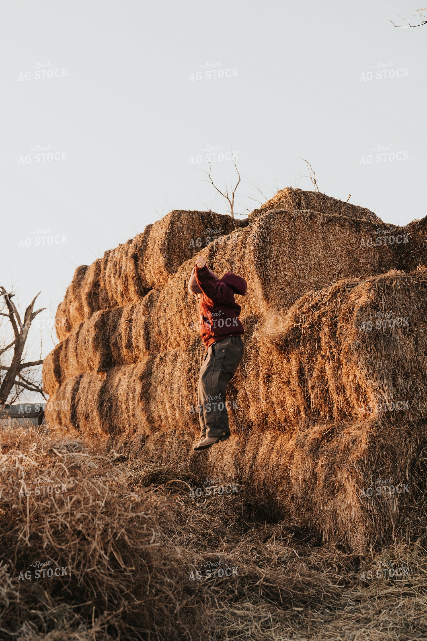 Ranch Kid Playing in Hay 61233