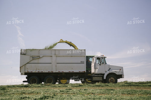 Harvesting Hay Silage 70063